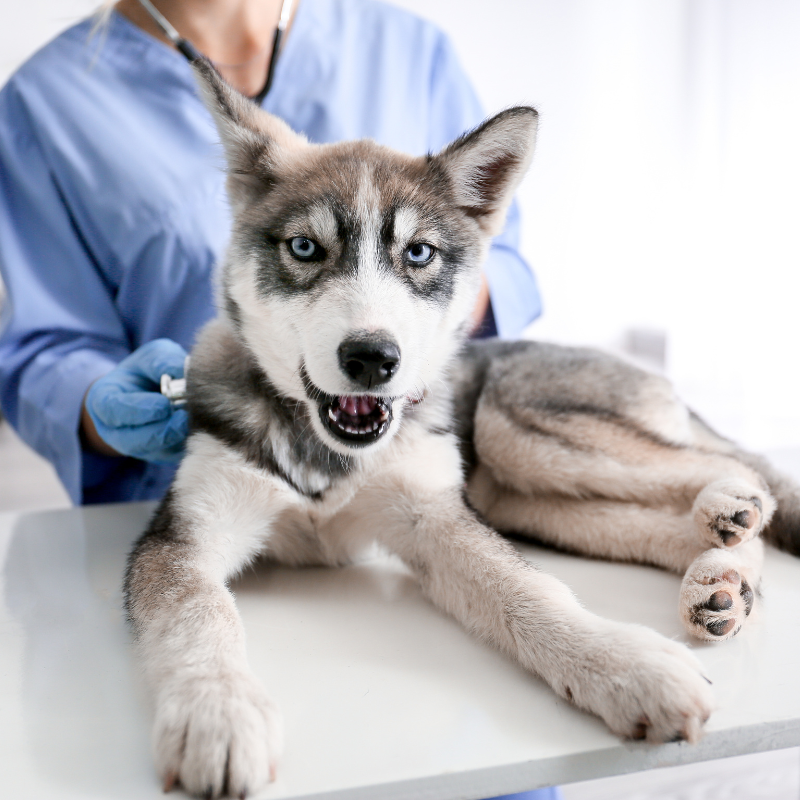 Un cane Husky durante un controllo veterinario