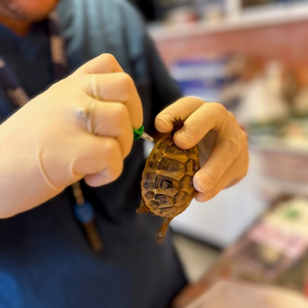 Un medico veterinario dell'Ospedale Santa Lucia che esamina con cura una piccola tartaruga di terra tenendola in mano.