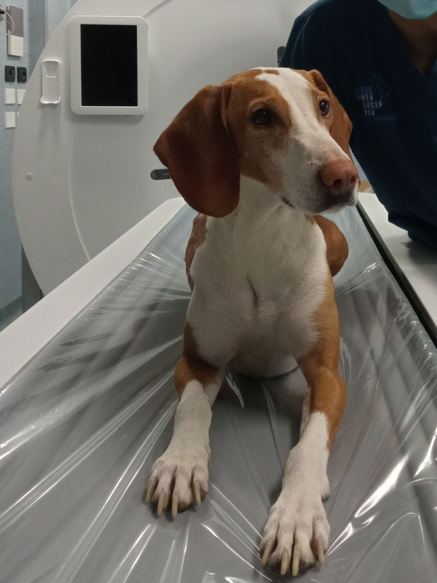 Cane durante l'esame di diagnostica avanzata, TAC Veterinaria cane presso l'Ospedale Veterinario Santa Lucia a Verona