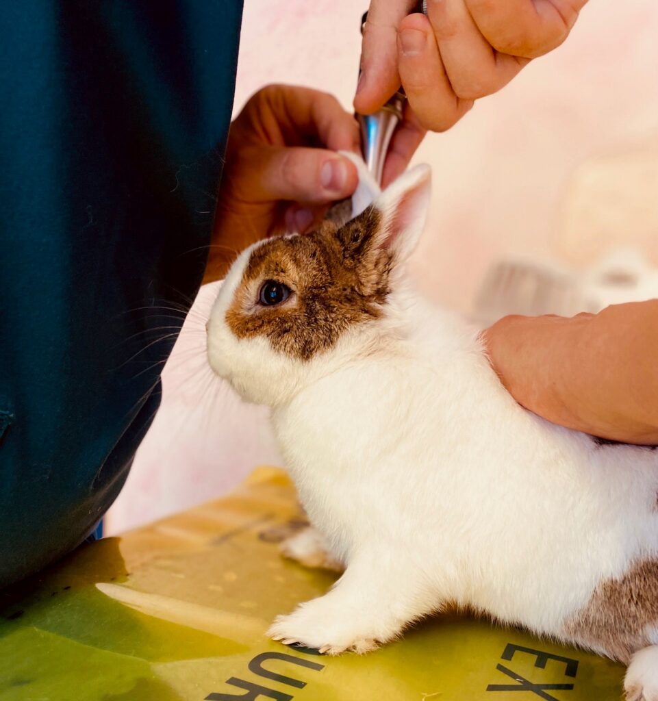 Primo piano di un coniglio domestico bianco e marrone sottoposto a una visita otorinolaringoiatrica con otoscopio.