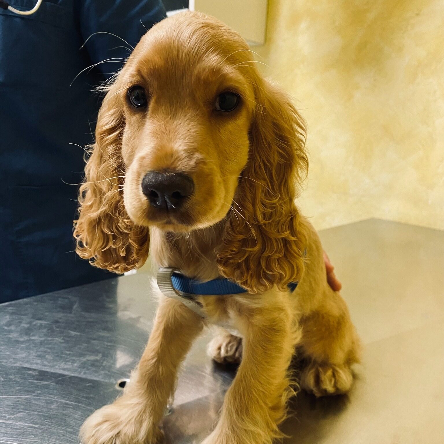 Un cucciolo di Cocker Spaniel biondo sul tavolo da visita dell'Ospedale Veterinario Santa Lucia a Verona, pronto per l'applicazione del microchip identificativo.