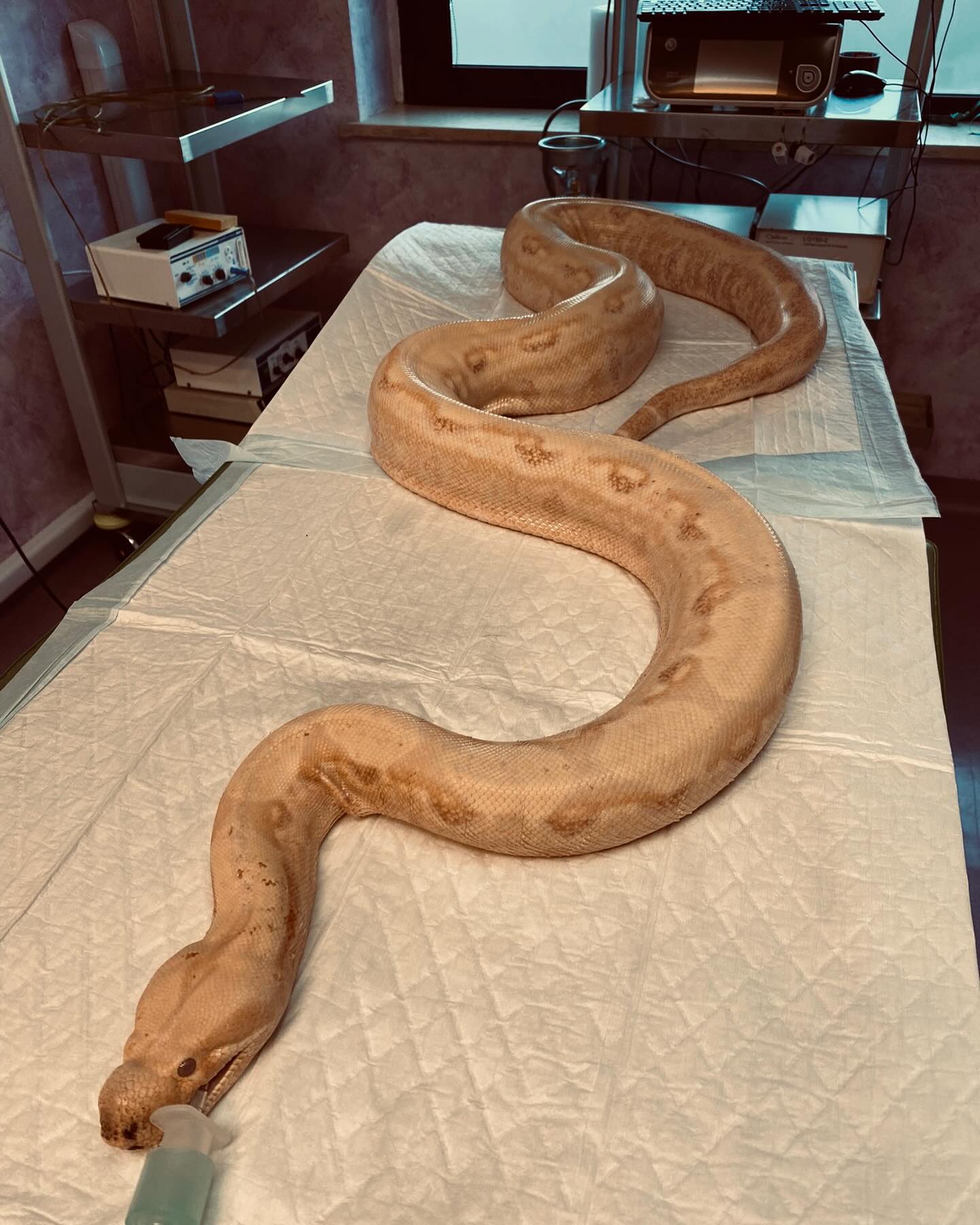 Un grande esemplare di serpente (boa) sottoposto a cure specialistiche presso il pronto soccorso dell'Ospedale Veterinario Santa Lucia di Verona.