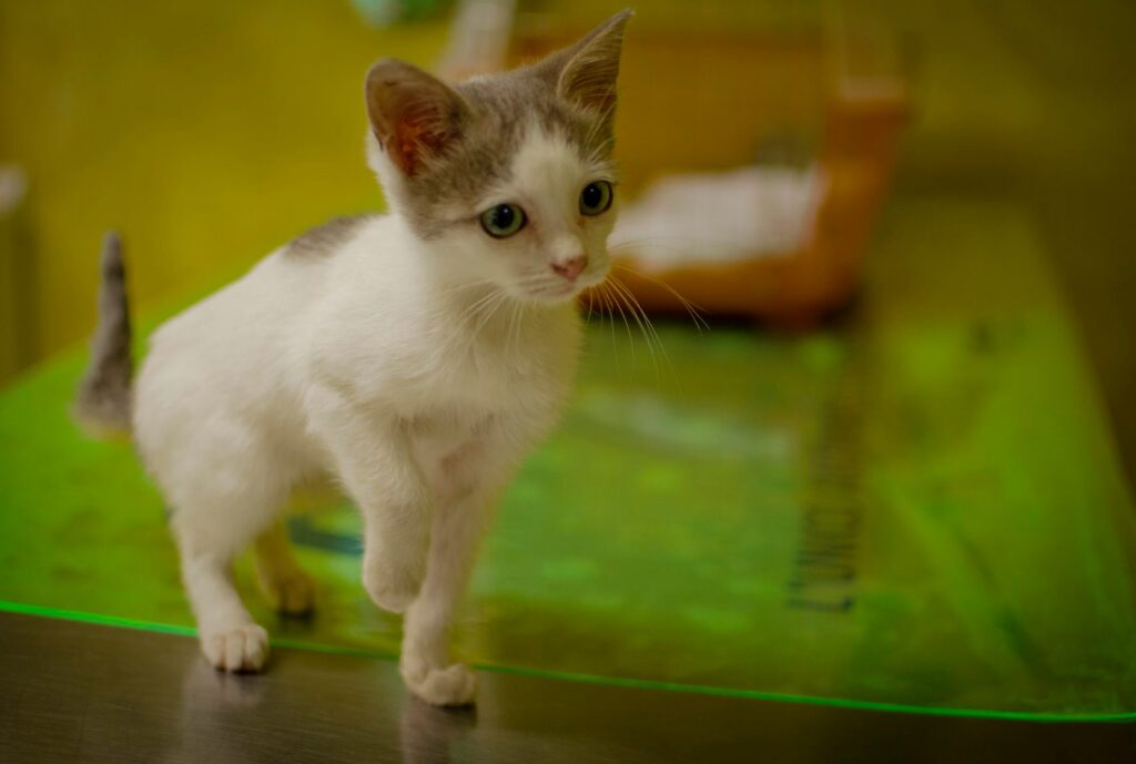 Un piccolo gattino bianco e grigio che esplora con curiosità il piano di una sala medica dell'Ospedale Veterinario Santa Lucia.