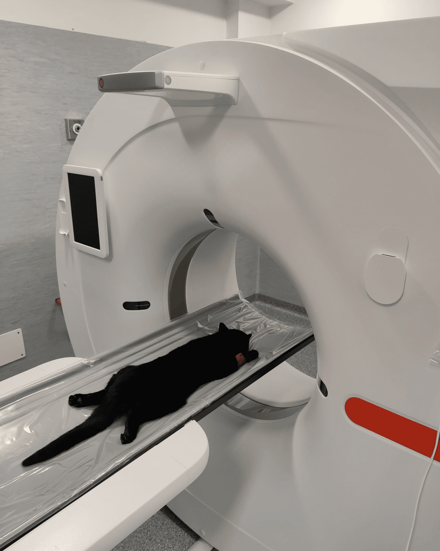 Un gatto nero in procinto di eseguire una tac veterinaria all'ospedale veterinario santa lucia